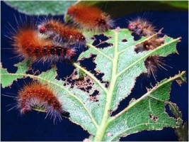 Hairy Caterpillar