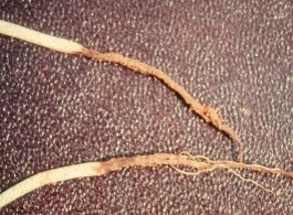 Root rot cotton.jpg Root rot cotton.jpg