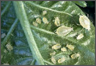 Sucking Pest (Jassid,Aphid,White Fly)