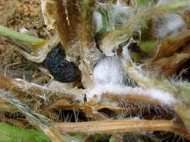 Sclerotinia_sclerotiorum.jpg