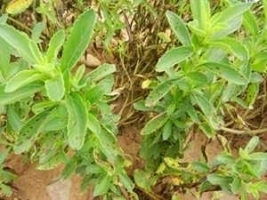 Septoria.jpg