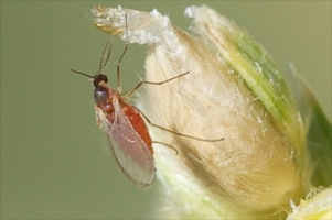 Sorghum Midge