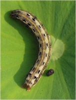 tobacco caterpillar