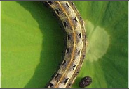 Tobacco Caterpillar