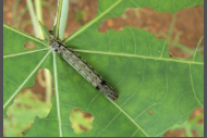 Tobbaco Caterpillar