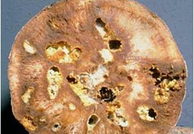 TUBER MOTH.png TUBER MOTH.png