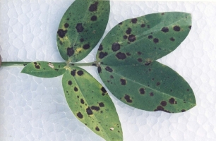 Tikka or Cercospora Leaf-spot