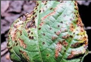 Cercospora Leaf Spot