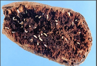 WEEVILS.png WEEVILS.png