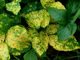 yellow mosaic virus