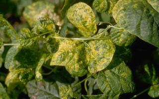 Yellow Mosaic Virus