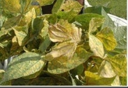 Yellow Mosaic Virus