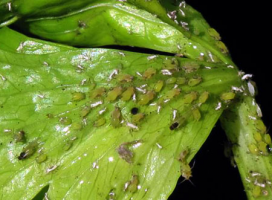 Aphids