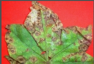 Alternaria Leaf Spot