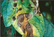 Alternaria Leaf Disease