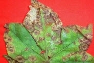 alternaria leaf spot cotton.jpg alternaria leaf spot cotton.jpg
