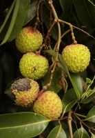 anthracnose litchii.jpg anthracnose litchii.jpg