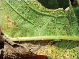 Aphids