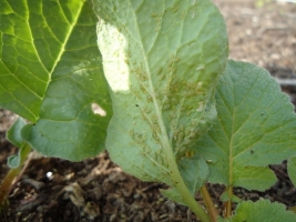 Aphids