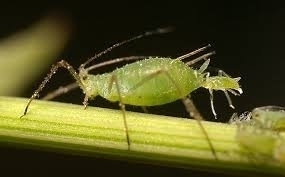 aphids.jpg aphids.jpg