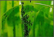 Aphids