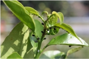 Aphids & mealy bugs