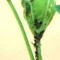 Aphid