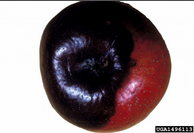 Apple Bitter Rot