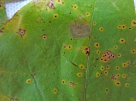 Bacterial Leaf Spot