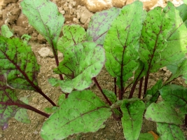 Alternaria and Cercospora Leaf Spot