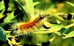 Bihari Caterpillar