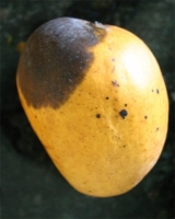 black tip mango.jpg black tip mango.jpg