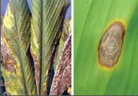 blight and leaf spots.png blight and leaf spots.png