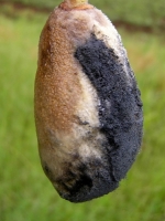 फल गलन