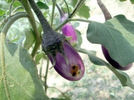 brinjal Fruit and Shoot Borer.jpg