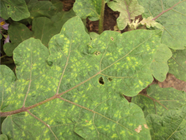 brinjal Mosaic.png