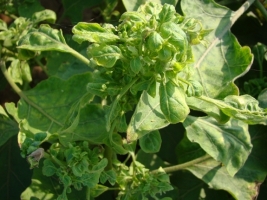 brinjal little leaf.jpg