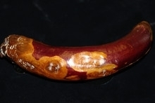 brinjal phomopsis blight and fruit rot.jpg