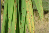 Brown Leaf Spot