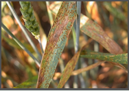 Brown Rust