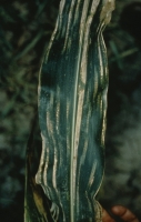 Brown Stripe Downy Mildew