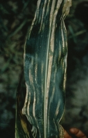 Brown Stripe Downy Mildew