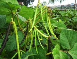 tobacco-hairy caterpillar