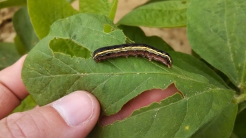 Tobacco Caterpillar
