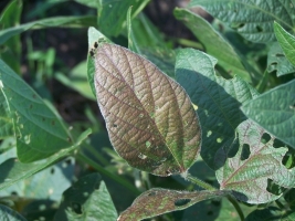 Cercospora Leaf Spot