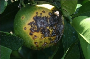 Citrus canker