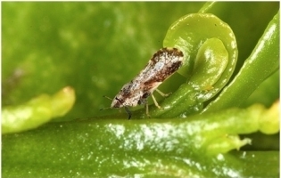 Citrus Psylla