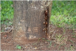 Collar rot