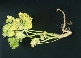 coriander root rot.jpg coriander root rot.jpg