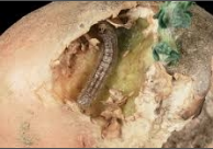 cutworm.png cutworm.png